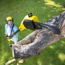 Best Tree Disease Treatment  in Lackawanna, NY