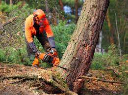 Best Lot and Land Clearing  in Lackawanna, NY