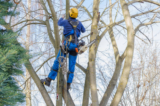 Best Hazardous Tree Removal  in Lackawanna, NY