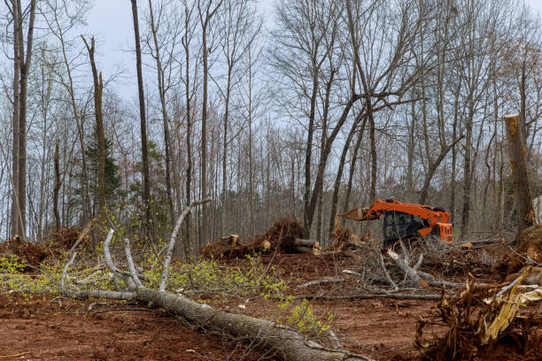 Best Emergency Tree Removal  in Lackawanna, NY