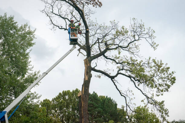 How Our Tree Care Process Works  in  Lackawanna, NY