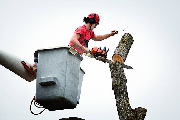 Best Root Management and Removal  in Lackawanna, NY